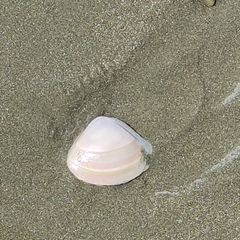 Crassula aequilatera