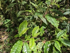 Psychotria nervosa