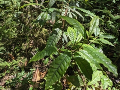 Psychotria nervosa
