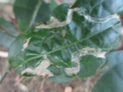 Liriomyza schmidti