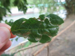 Liriomyza schmidti