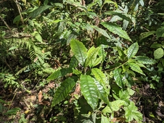 Psychotria nervosa