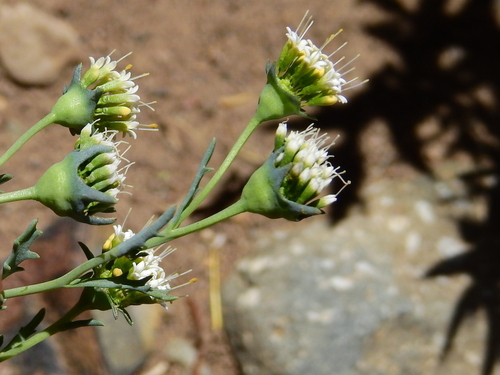 Asynthema gracile (Asynthema gracile)