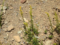 Solidago argentinensis