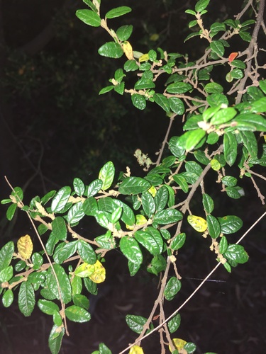 Pomaderris racemosa, photograph 3