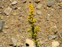 Solidago argentinensis
