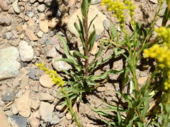 Solidago argentinensis