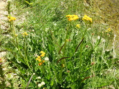 Senecio fistulosus
