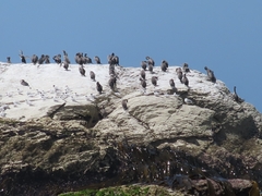 Phalacrocorax punctatus