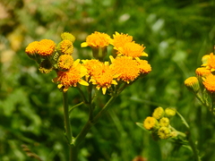 Senecio fistulosus