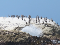 Phalacrocorax punctatus