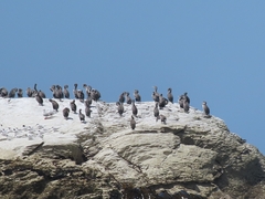 Phalacrocorax punctatus