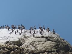 Phalacrocorax punctatus