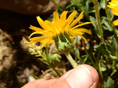 Haplopappus grindelioides