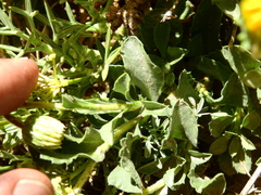Haplopappus grindelioides