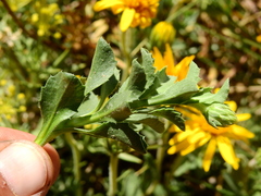 Haplopappus grindelioides