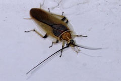 Balta bicolor