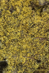 Flavoplaca