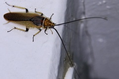 Balta bicolor