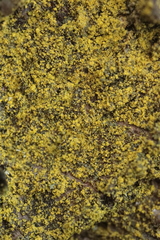 Flavoplaca