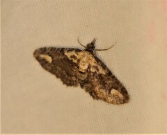 Pasiphilodes testulata