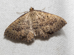 Chrysolarentia microcyma