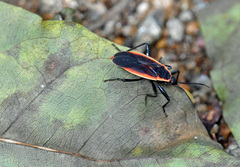 Antilochus grelaki
