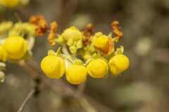 Calceolaria polifolia