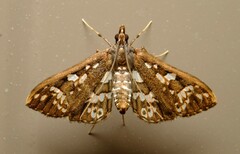 Ischnurges illustralis
