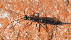 Clistopyga incitator