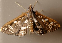 Ischnurges illustralis