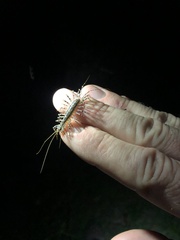 Allothereua maculata