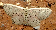 Idaea punctatissima