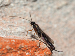 Clistopyga incitator