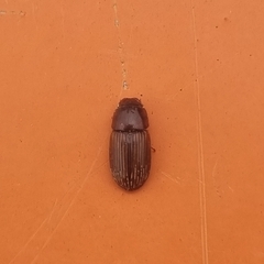 Aphodiinae