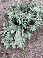 Ramalina fastigiata