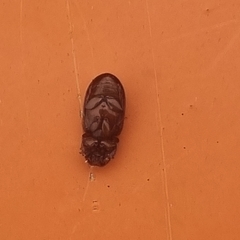 Aphodiinae
