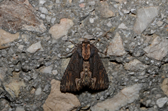 Dypterygia scabriuscula