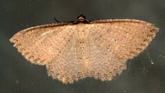 Chrysolarentia microcyma