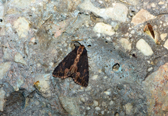 Dypterygia scabriuscula