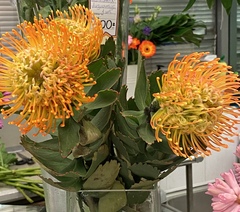 Leucospermum × hybridum