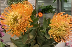 Leucospermum × hybridum
