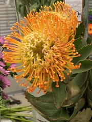 Leucospermum × hybridum