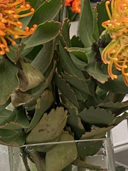 Leucospermum × hybridum
