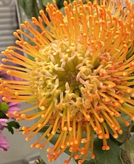 Leucospermum × hybridum