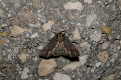 Dypterygia scabriuscula