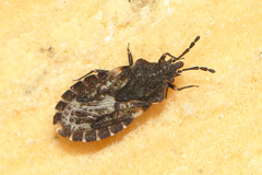 Aradus bimaculatus