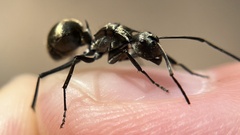 Polyrhachis