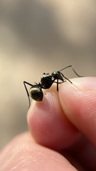 Polyrhachis