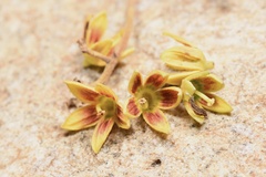 Scaphium scaphigerum